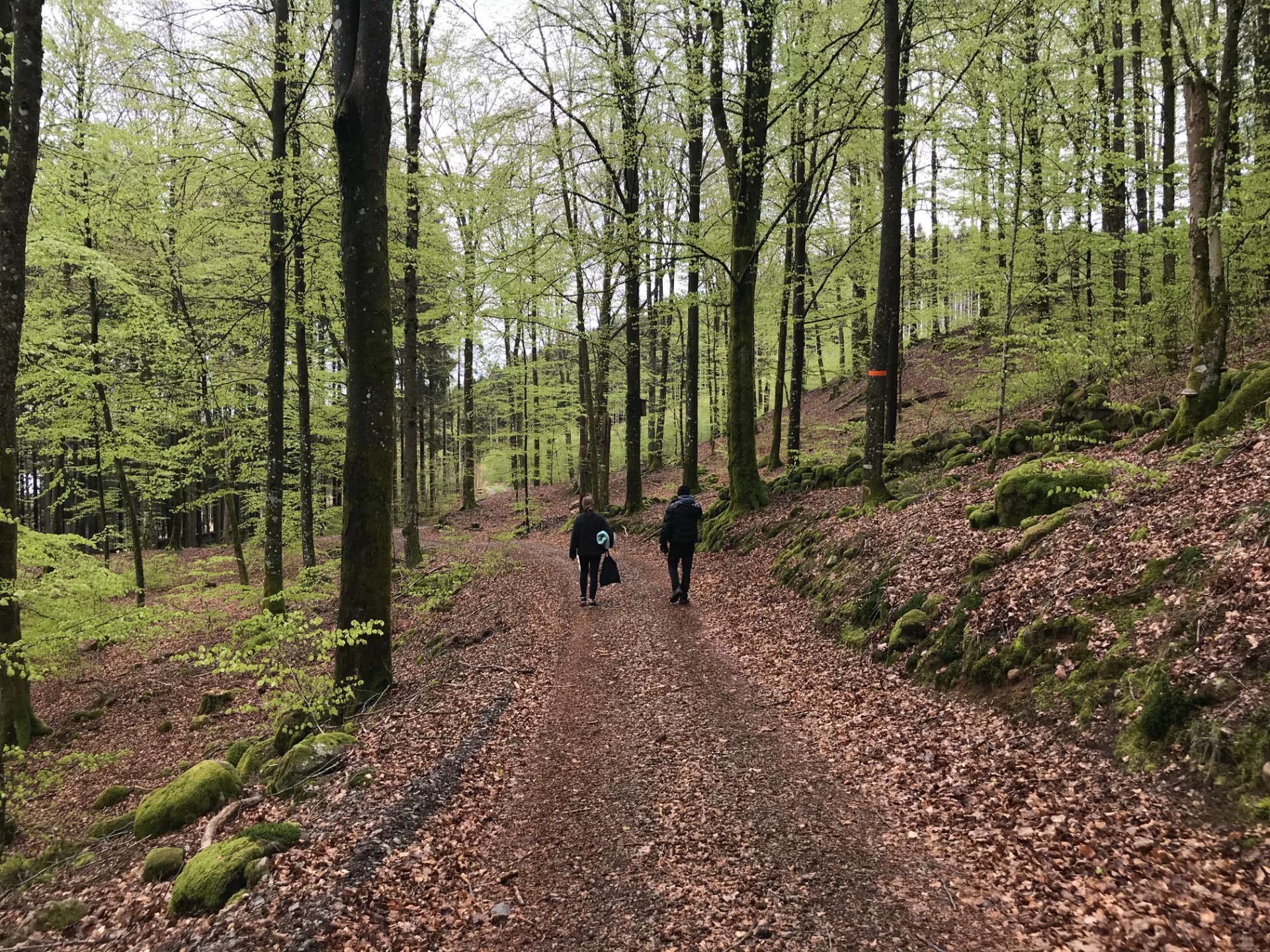 Bokskog längs Hallandsleden